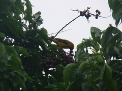 Icterus nigrogularis