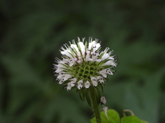 Dipsacus japonicus