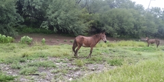 Equus asinus × caballus