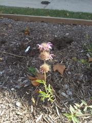 Monarda × medioides