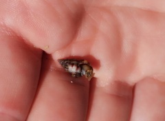 Tritia varicosa