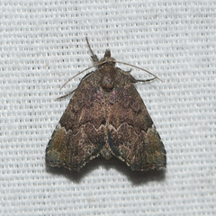Cutina aluticolor