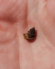 Tritia varicosa