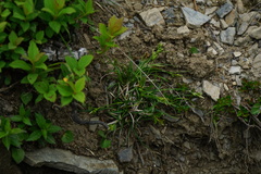 Carex breviculmis