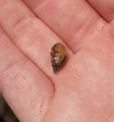 Tritia varicosa