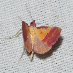 Phytometra rhodarialis