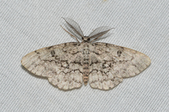 Hypomecis umbrosaria