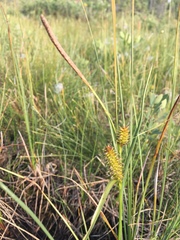 Carex rotundata