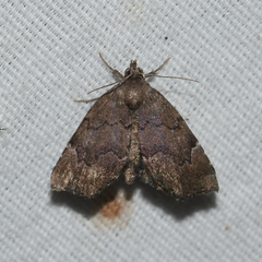 Cutina aluticolor
