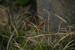 Carex chrysolepis