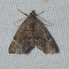 Cutina aluticolor