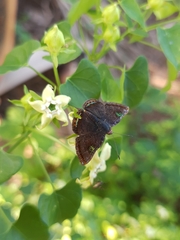 Caria domitianus vejento