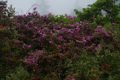 Rhododendron rubropilosum taiwanalpinum