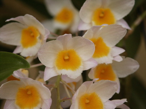 Dendrobium farmeri