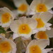 Dendrobium farmeri - Photo (c) Stefano, some rights reserved (CC BY-NC-SA)