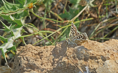 Spialia phlomidis