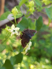 Caria domitianus vejento