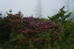 Rhododendron rubropilosum taiwanalpinum