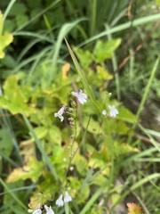 Lobelia nuttallii