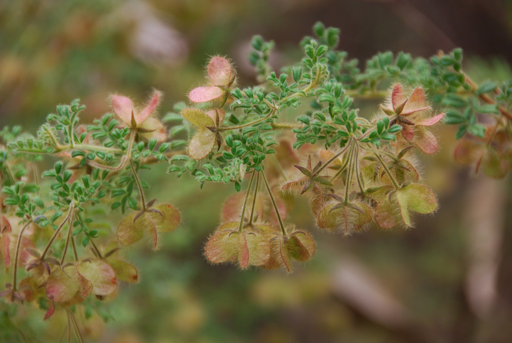 Dodonaea vestita