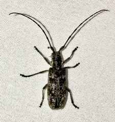 Monochamus maculosus