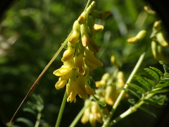 Astragalus penduliflorus