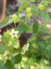 Caria domitianus vejento