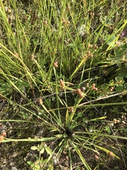 Sisyrinchium septentrionale