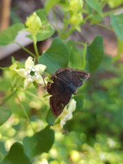 Caria domitianus vejento