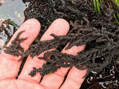 Callithamnion pikeanum