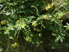 Astragalus penduliflorus