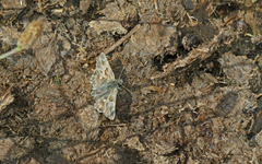 Muschampia orientalis