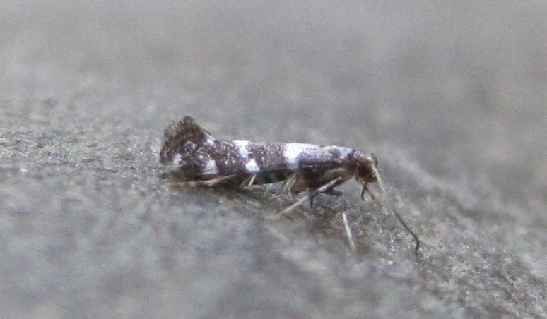 Marmara serotinella
