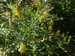 Astragalus penduliflorus