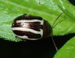 Calligrapha californica