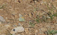 Colias aurorina