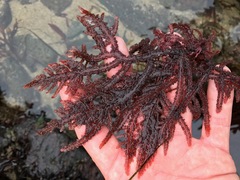 Neoptilota densa
