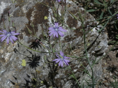 Lactuca perennis