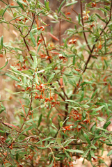 Grevillea floribunda
