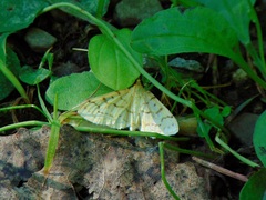 Polygrammodes flavidalis