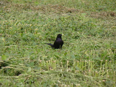 Molothrus bonariensis