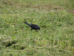 Molothrus bonariensis