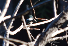 Chloroceryle americana