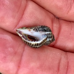 Acanthinucella
