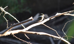 Chloroceryle americana