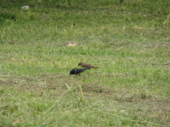 Molothrus bonariensis