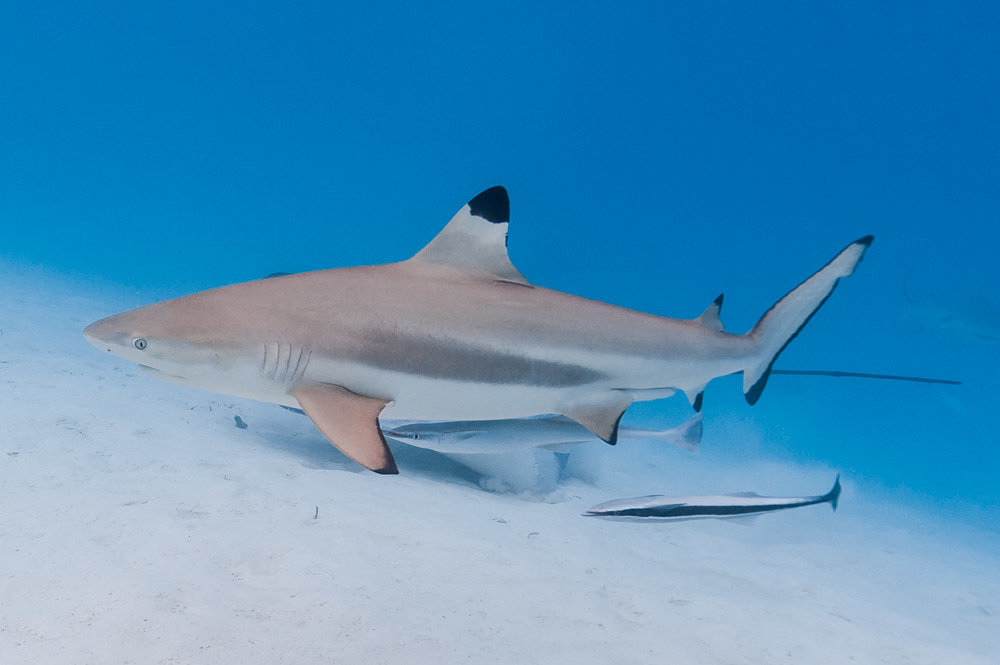 Blacktip Reef Shark