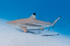 Blacktip Reef Shark photo 1