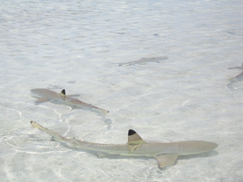 Blacktip Reef Shark