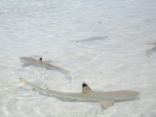 Blacktip Reef Shark